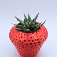 Strawberry Plant Pot