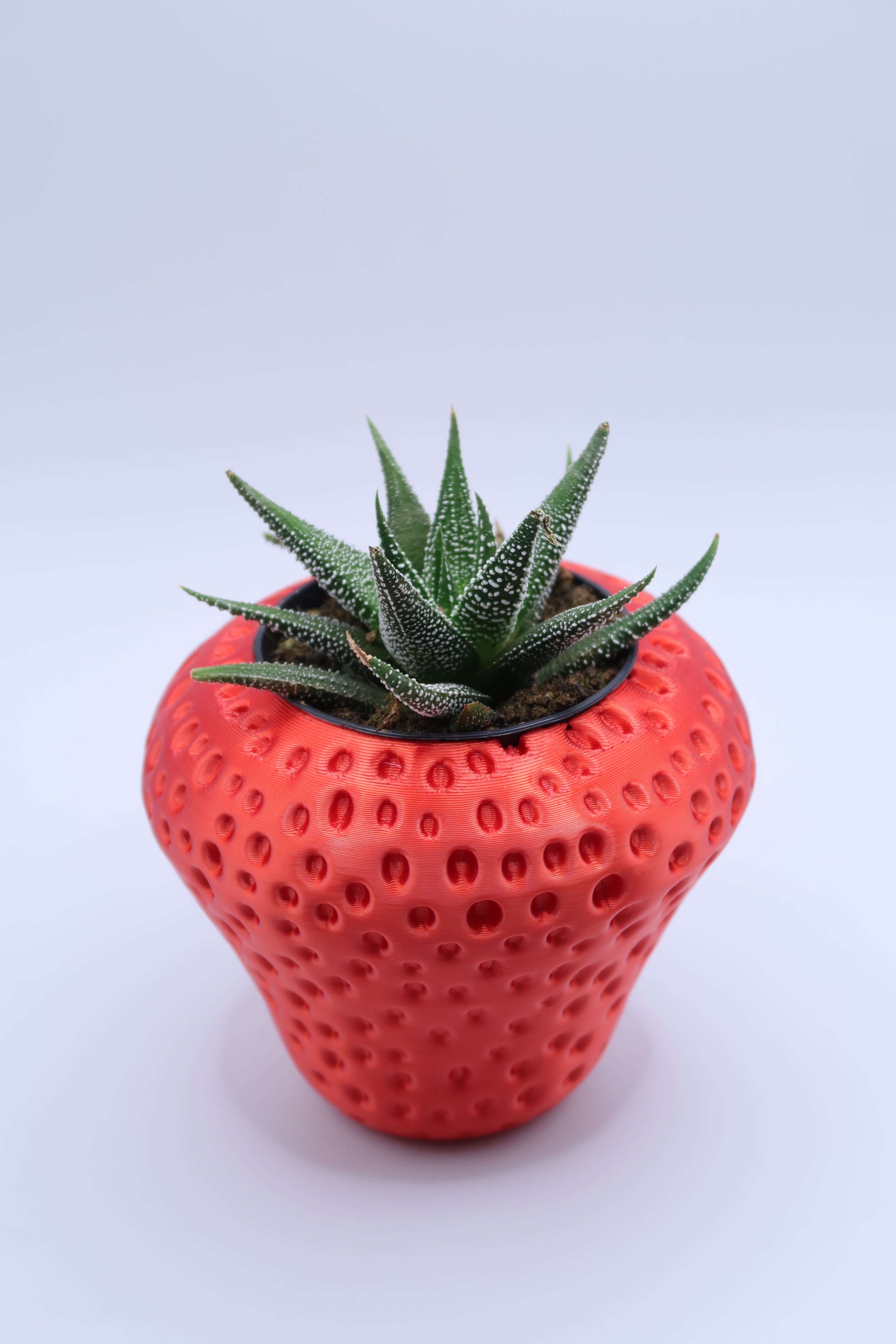 Strawberry Plant Pot