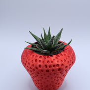 Strawberry Plant Pot