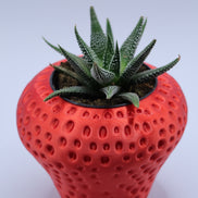 Strawberry Plant Pot