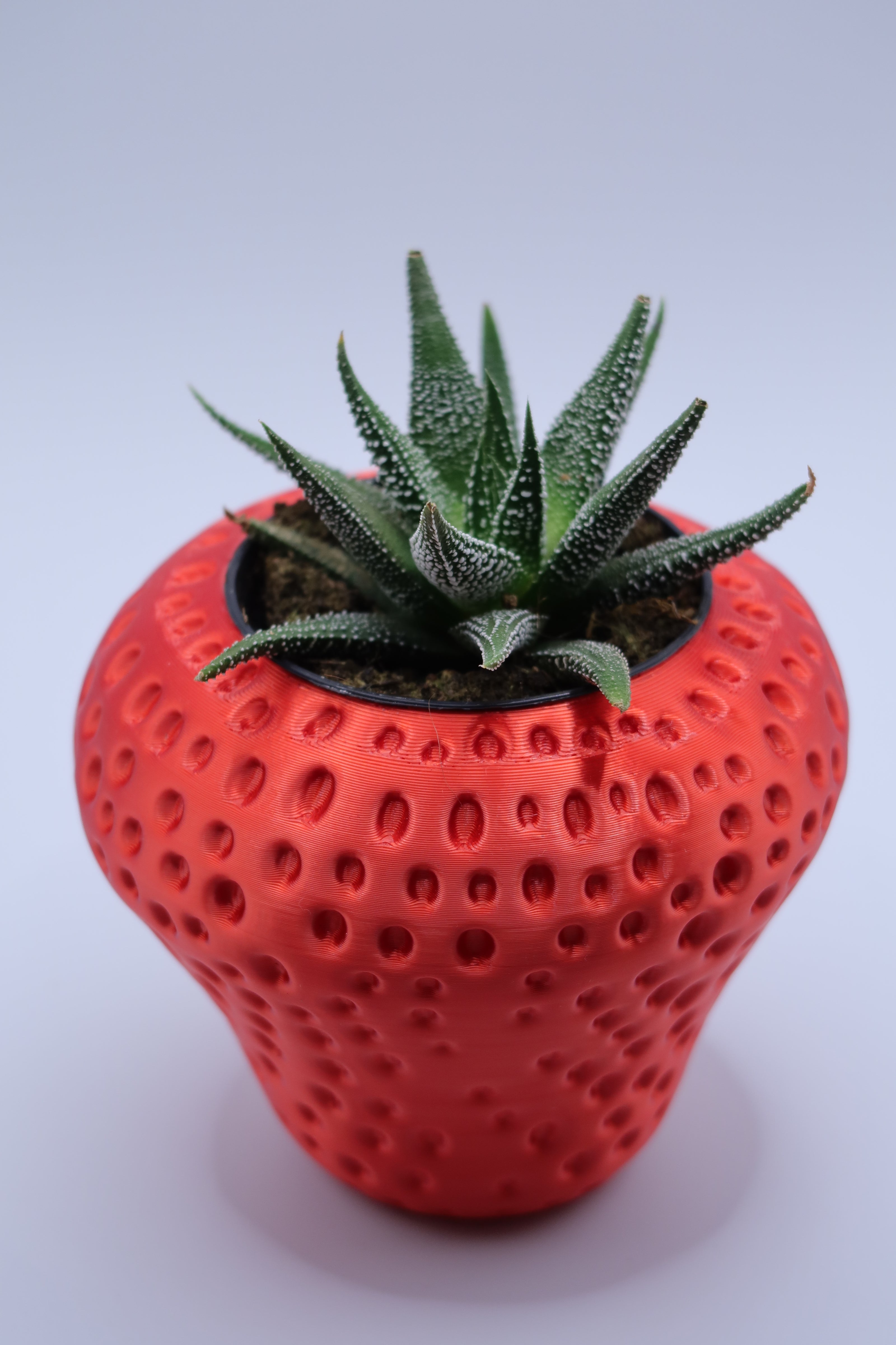 Strawberry Plant Pot